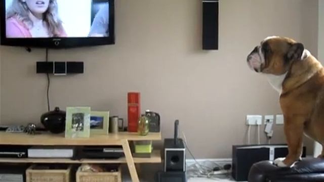 Собака - слон - 21 Октября 2010.flv смотреть онлайн