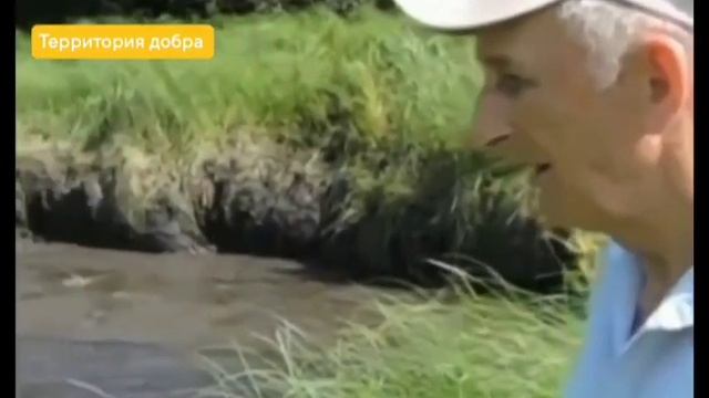 ЛОСЬ ВЫШЕЛ НА ШОССЕ ЧТОБЫ ПОПРОСИТЬ О ПОМОЩИ смотреть онлайн