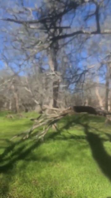 Little hunt today, successful with big sow. Follow for more pig videos!#hunt #archery #hunting #fun смотреть онлайн