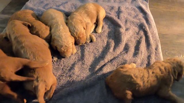 Brooke View Doodles Movie Monday - 9-14-2020 Sadie 2 weeks смотреть онлайн