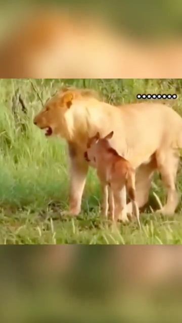 Aslana yem olmak üzere olan antilop yavrusu vahşi hayvanın kalbini yumuşatıyor смотреть онлайн