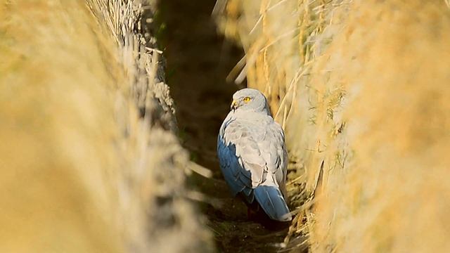 Circus cyaneus Northern harrier смотреть онлайн