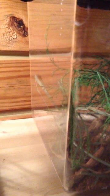 Giant Asian mantis threating each other смотреть онлайн