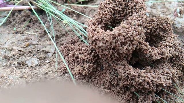 Worker working in fort to fight rainfalls #ant смотреть онлайн
