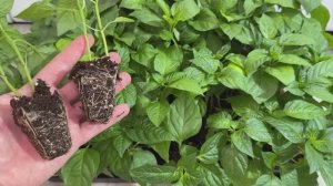 СРОЧНО СЕЮ ПЕРЦЫ! Когда сееть перец на рассаду, точные сроки!