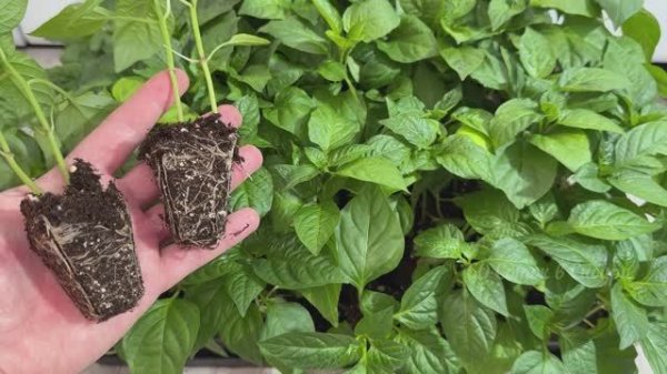 СРОЧНО СЕЮ ПЕРЦЫ! Когда сееть перец на рассаду, точные сроки!