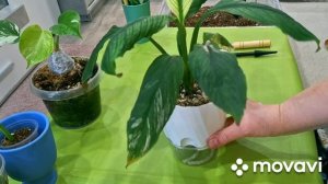 КОМНАТНЫЕ РАСТЕНИЯ(ЦВЕТЫ).ЦВЕТОЧНЫЕ ДЕЛА.ИНТЕРЕСНЫЙ СПАТИФИЛЛУМ.