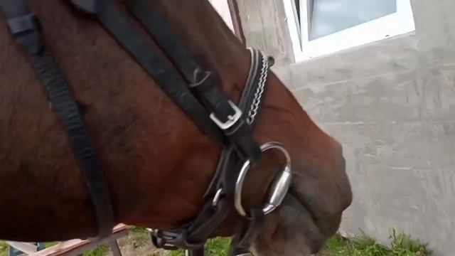 Выезтковая тренировка в КСК «Эфа» смотреть онлайн