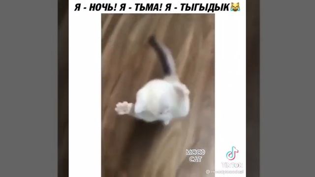 Мой кот после валерьянки🤣🤣 смотреть онлайн