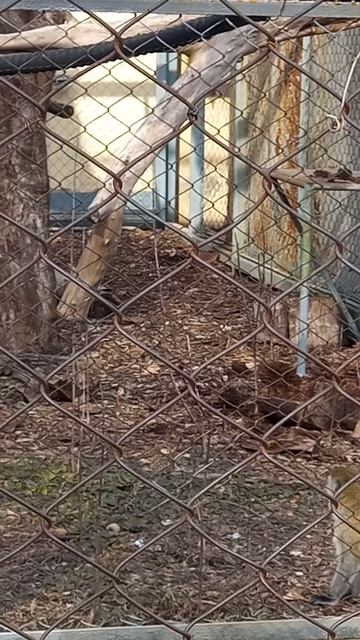 Зелёная Мартышка Верветка смотреть онлайн