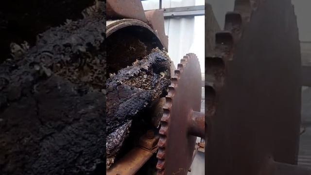 Гнездо диких пчёл смотреть онлайн