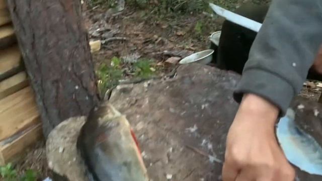 Как разделать окуня на филе смотреть онлайн