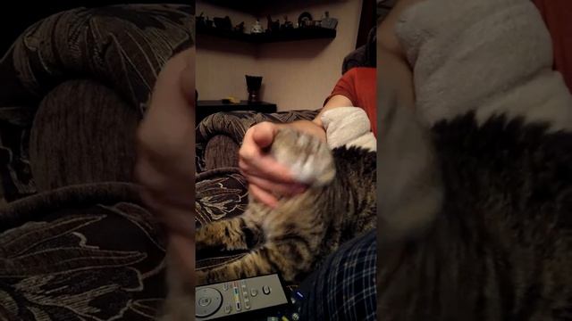 Кошка Сима смотреть онлайн