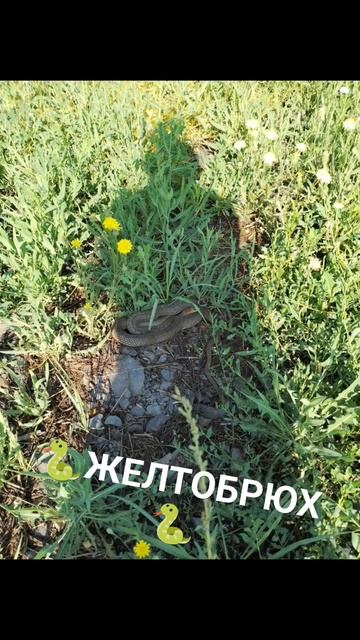 #желтобрюх #город61 #змея смотреть онлайн