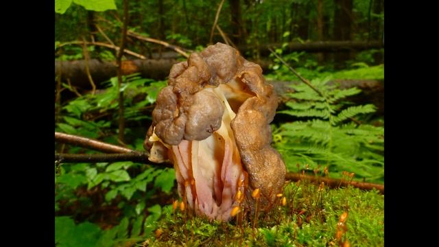 Pseudorhizina sphaerospora смотреть онлайн