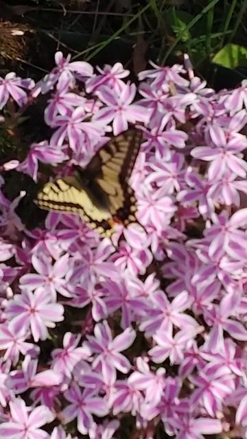 Бабочка Махаон смотреть онлайн