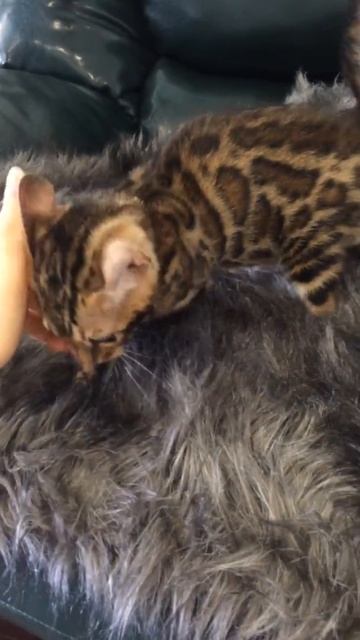 Bengal female for sale бенгальская кошечка в разведение купить смотреть онлайн