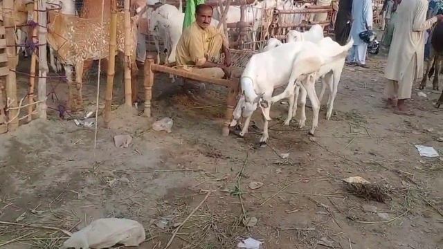 July 14, 2021 mashallah Lahore mandi mein bahut Sundar bakri aur bachade aur unt смотреть онлайн