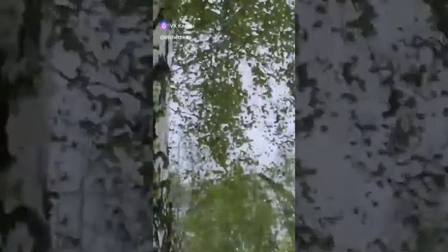 Случайная встреча с дятлом смотреть онлайн
