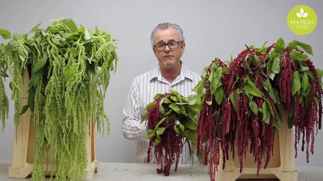 The Mayesh Minute: Hanging Amaranthus смотреть онлайн