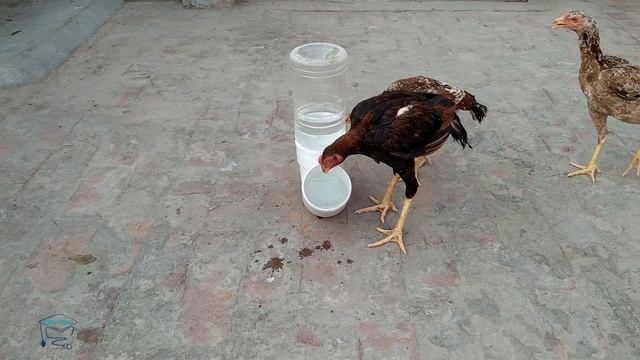 Easy Homemade Water Feeder for Chickens - DIY Chicken Waterer смотреть онлайн