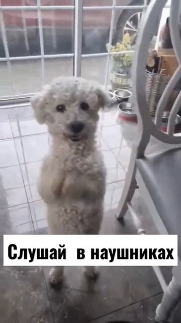 слушай в наушниках и один будет петь на русском, а один на английском 😁🥺 смотреть онлайн