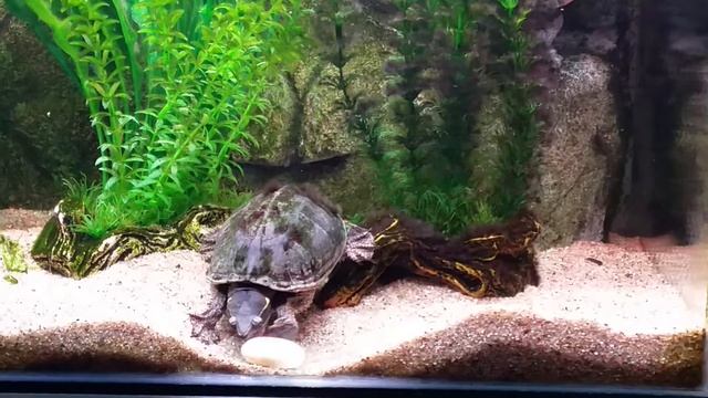 Moscus turtles egg смотреть онлайн