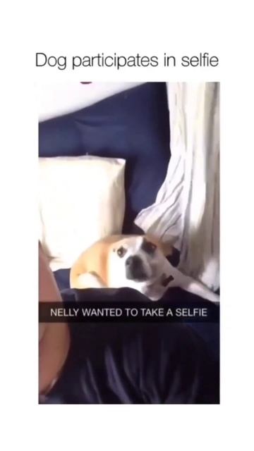 dog participates in selfie 🤳😂 #shorts #short #tranding смотреть онлайн
