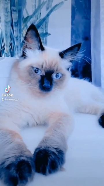 Давай по новой Миша 😻 смотреть онлайн