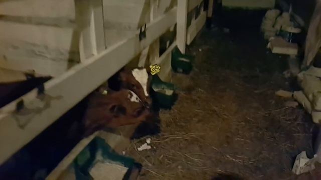 Телячьи нежности смотреть онлайн