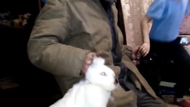 Братья кролики смотреть онлайн