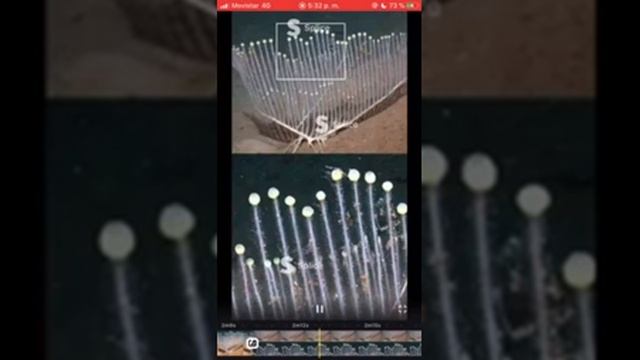 Video Organismos Chondrocladia lyra смотреть онлайн