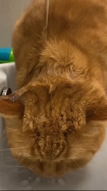 Чё за лев этот тигр!!!#тигр#лев#котводупьет#кот#шиншилла смотреть онлайн