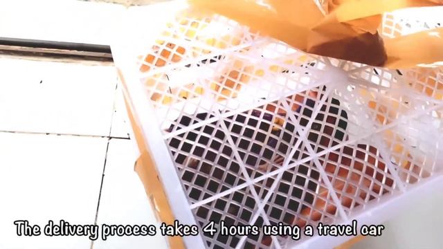 Unboxing Mistery Box || Unboxing Newborn Baby Monkey Pig Tail Very Cute and Adorable || monpai смотреть онлайн