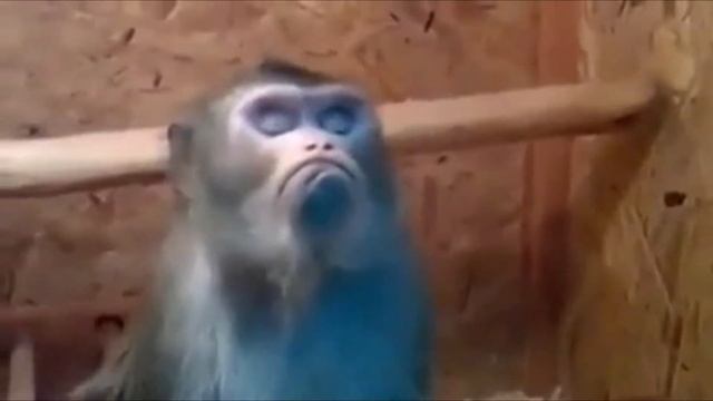 Lacky Channel-Подборка лучших приколов 2016 #6 смотреть онлайн