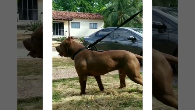 Pit Monster Godzilla 2x Bearzilla смотреть онлайн