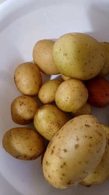 Container Garden Potatoes смотреть онлайн