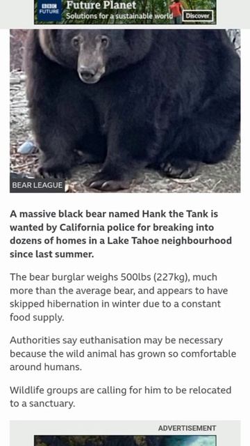 Massive bear named 'Hank the Tank' on the run from California police - BBC смотреть онлайн