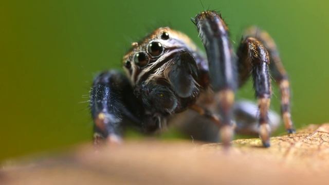 Skákavka černá (Evarcha arcuata) смотреть онлайн