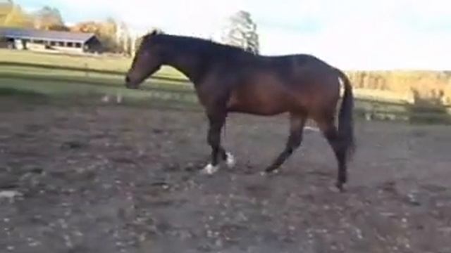 Рысь, сентябрь 2009 смотреть онлайн