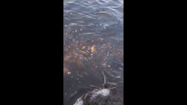 Зарыбление водоема, карп, зеркальный карп 4 - 10 кг. смотреть онлайн