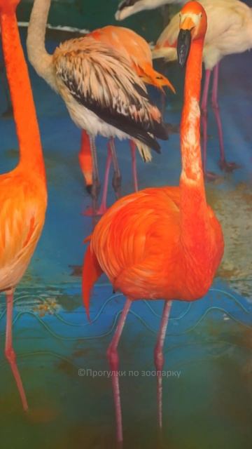 Фламинго в Московском зоопарке смотреть онлайн