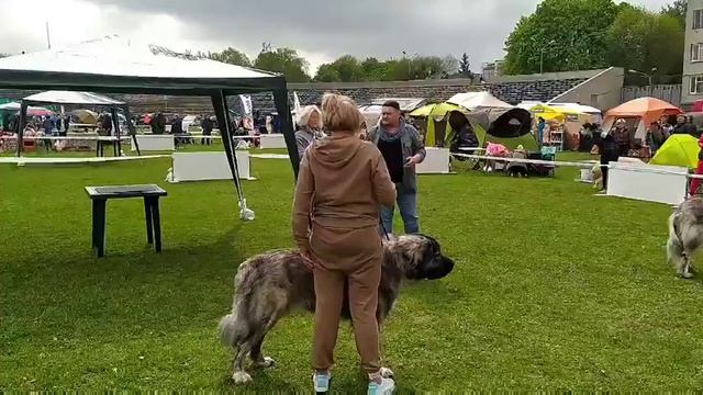 м.Рівне ,Кубок Суренжу,Ваха, Клас Юніори. смотреть онлайн