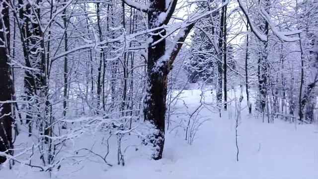 Шуваловский парк 02.12.16 - дятел смотреть онлайн
