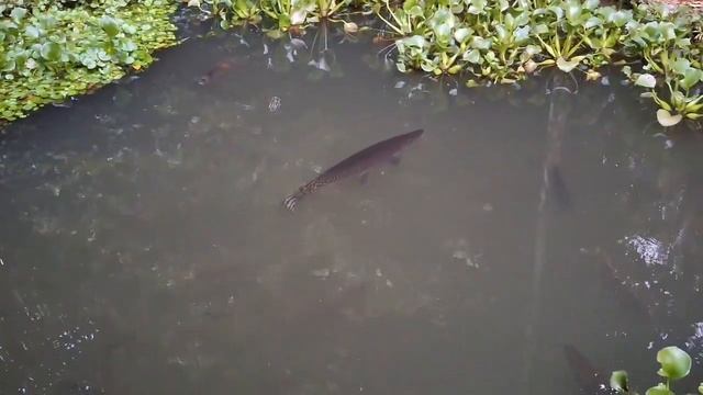 Aligator Tries To Eat Redtail Giant Gaura