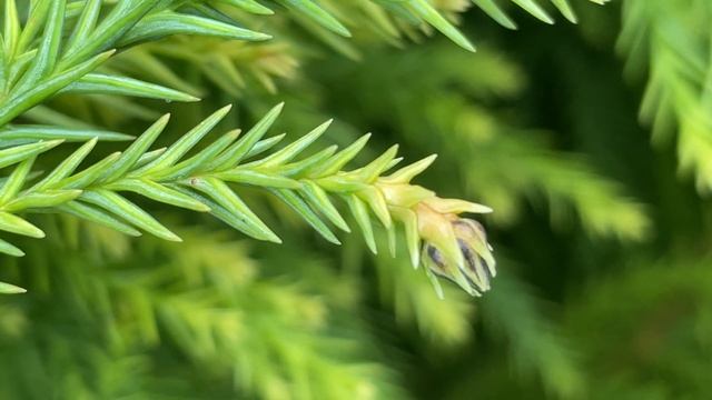 Cryptomeria japonica 'Yellow Twig' - leaves & female cone - January 2023 смотреть онлайн