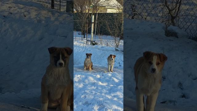 Щенкам нужна срочная помощь!!! (в комментариях) смотреть онлайн