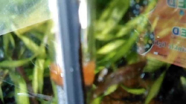 красивый аквариум смотреть онлайн