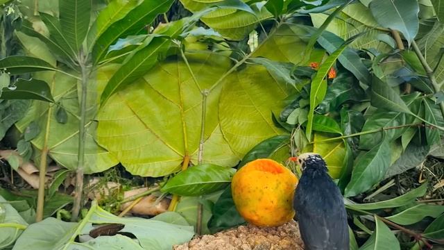 Cat TV~ Squirrel Picnic ~ Birds And Squirrels Everywhere ⭐ 24 HOURS ⭐