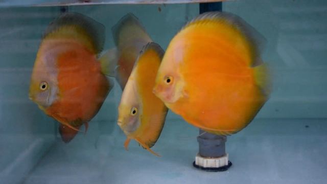 Yellow White Discus Fish смотреть онлайн